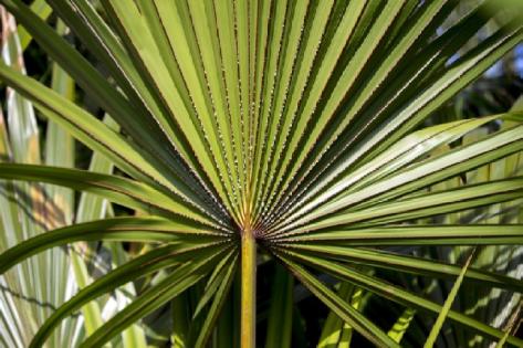 Serenoa Repens
