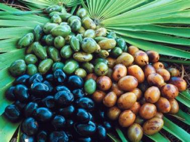 Serenoa Repens